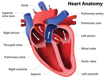 HeartDiagram